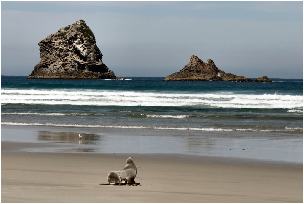 04 - Presqu'ile d'Otago (19).jpg